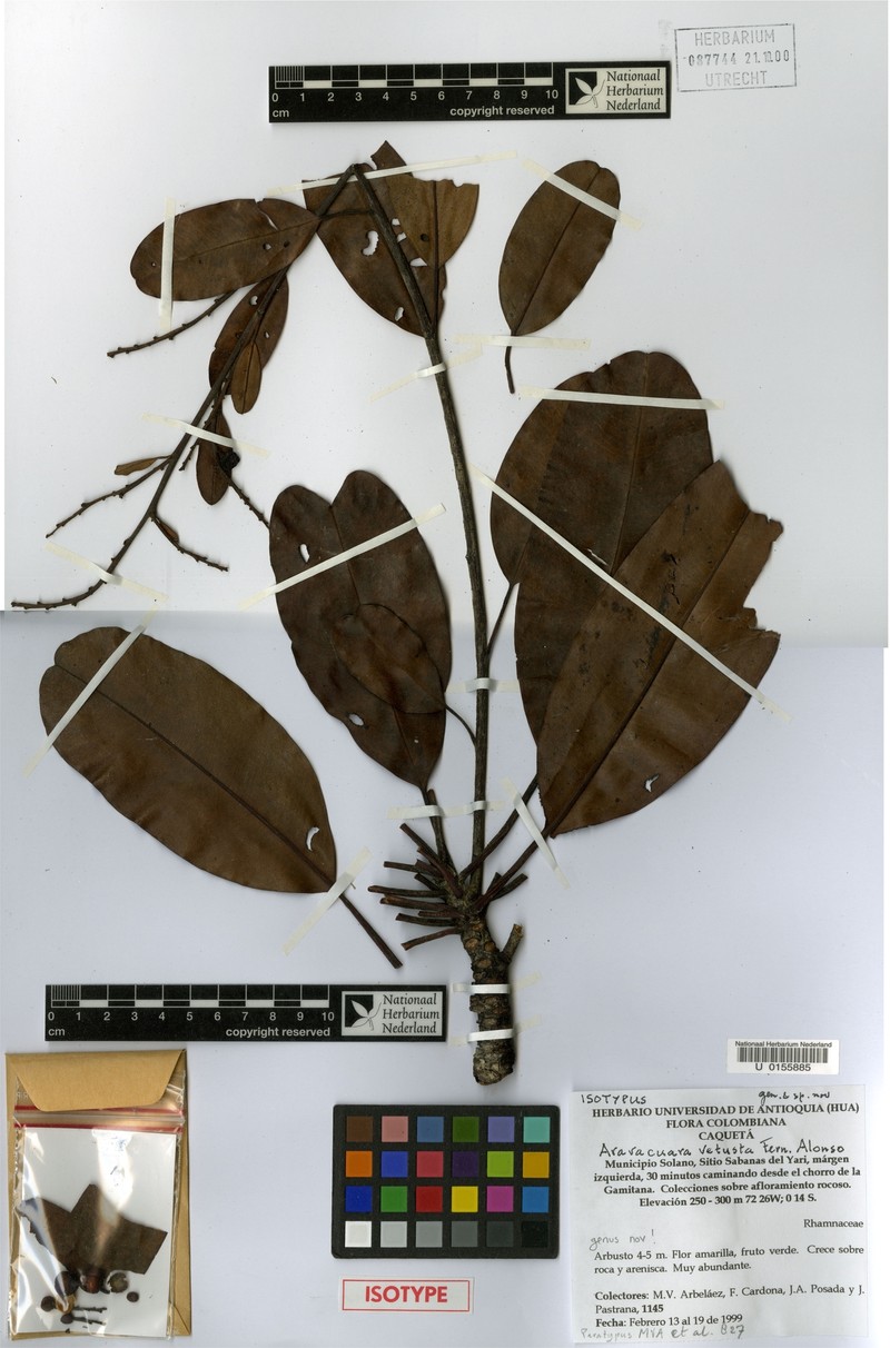Araracuara vetusta