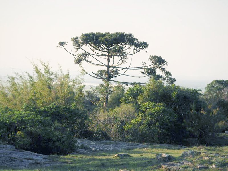 Parana Pine