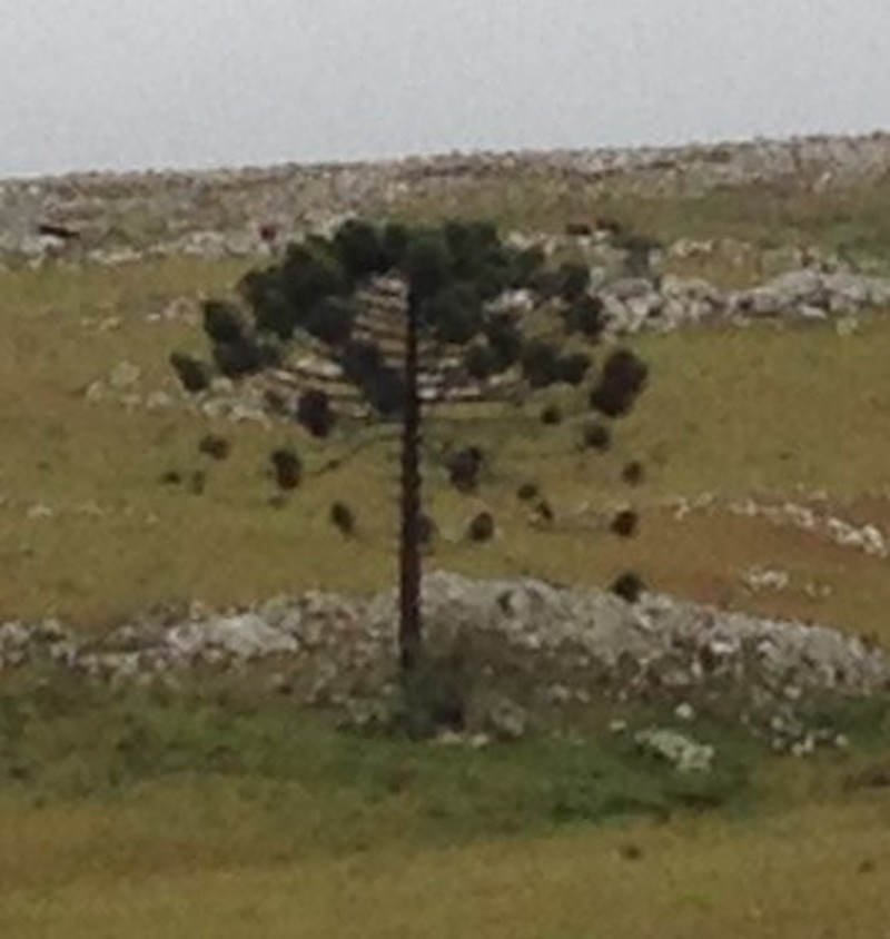 Parana Pine photo 3