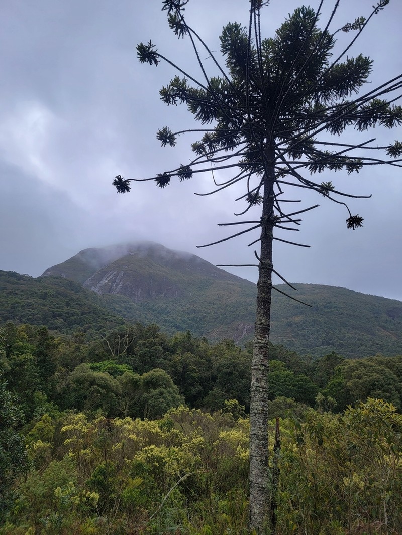 Parana Pine photo 4
