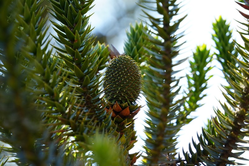 Parana Pine photo 5