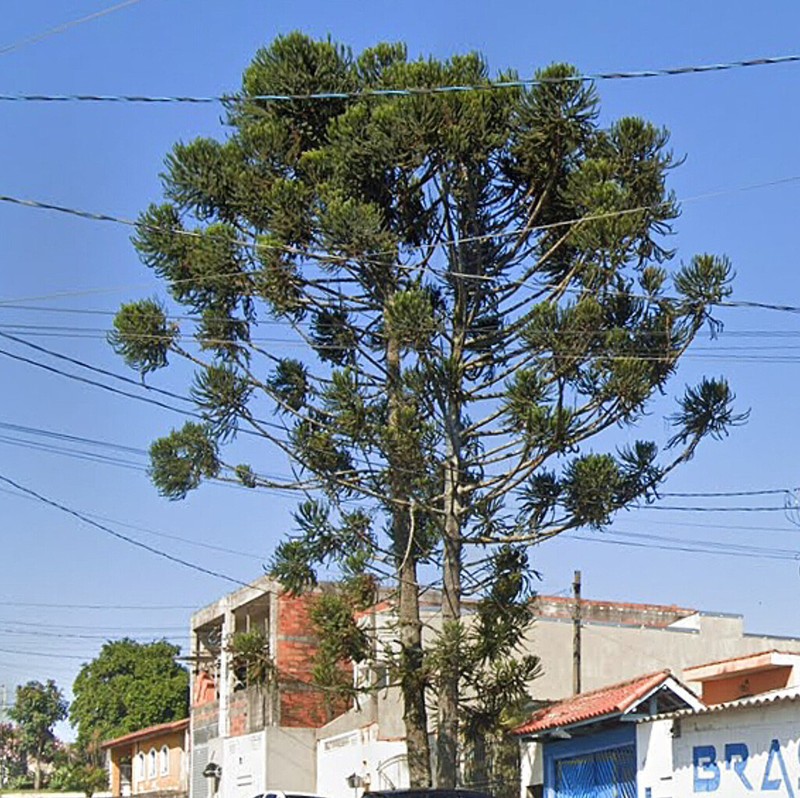 Parana Pine photo 6