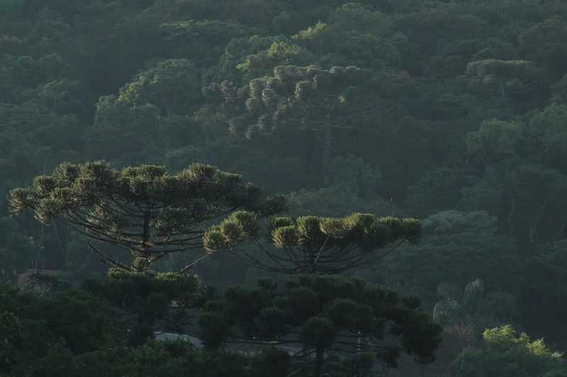 Parana Pine photo 7
