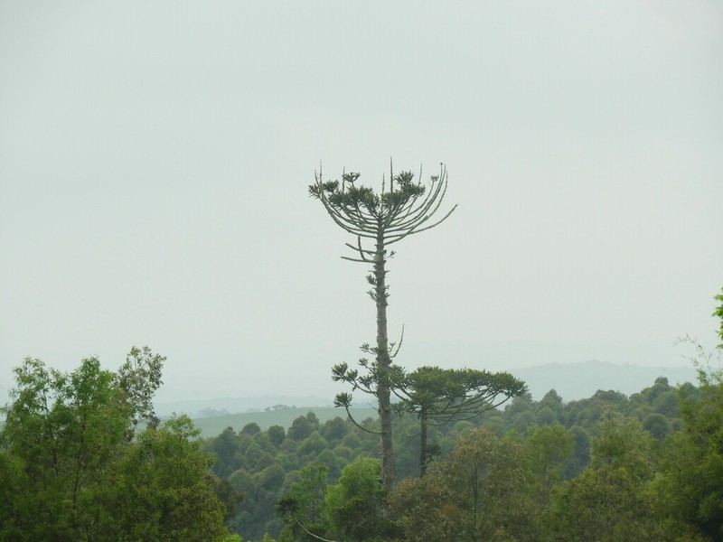 Parana Pine photo 8