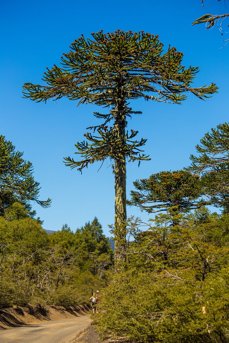 Monkeypuzzle Tree