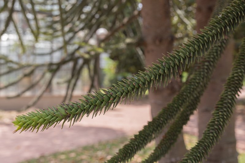 Monkeypuzzle Tree