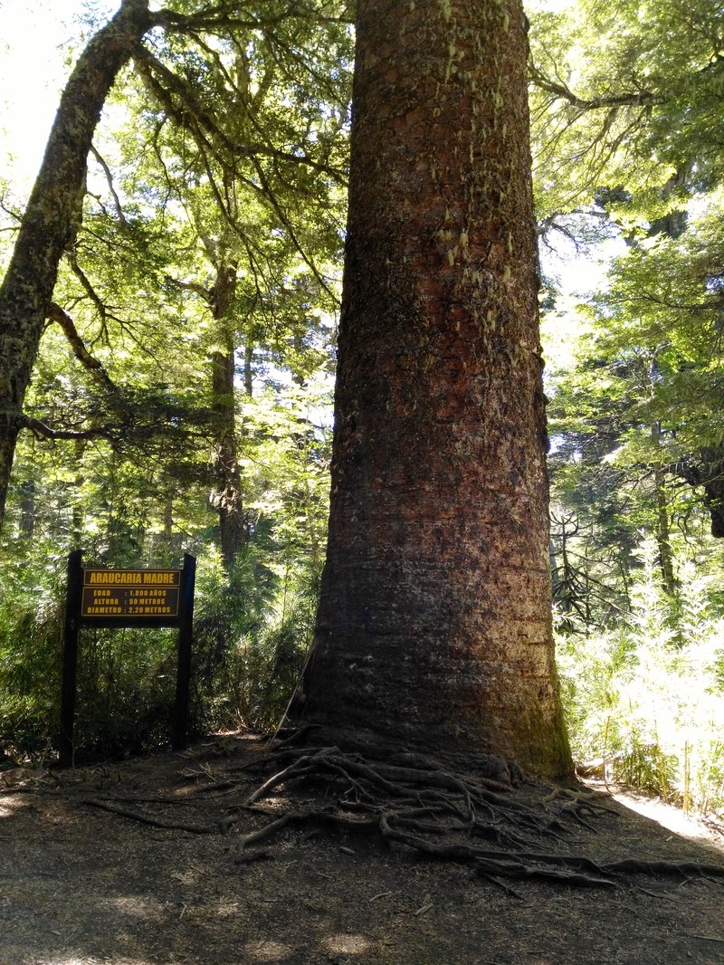 Monkeypuzzle Tree photo 2