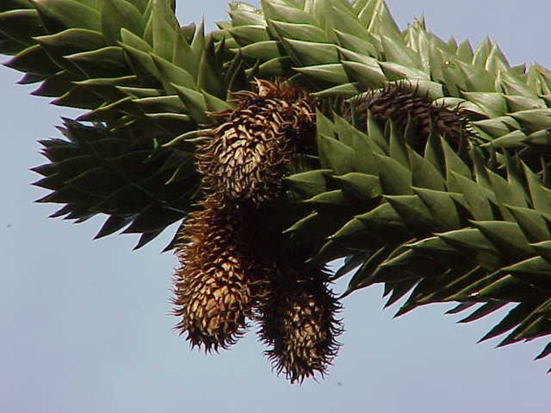 Monkeypuzzle Tree photo 3