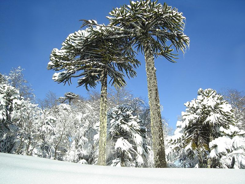 Monkeypuzzle Tree photo 4