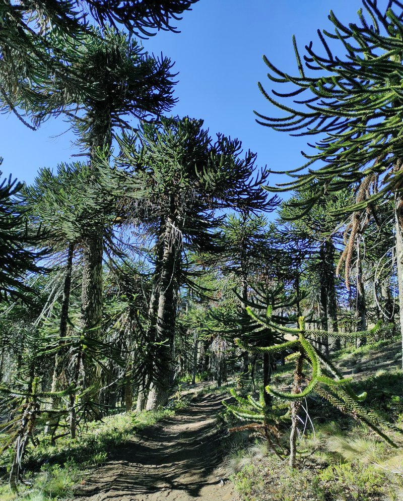 Monkeypuzzle Tree photo 5