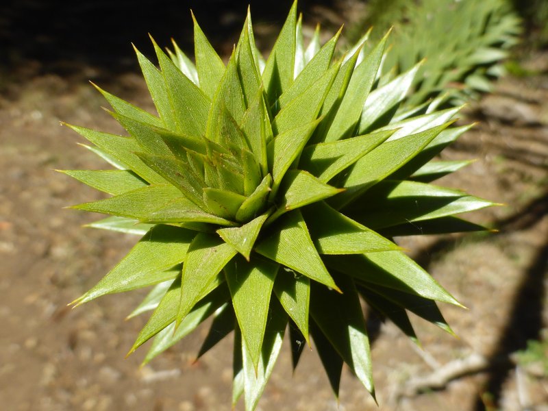Monkeypuzzle Tree photo 6