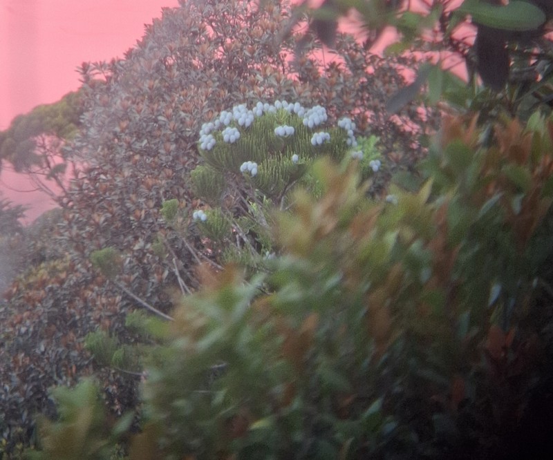 Araucaria bernieri photo 2