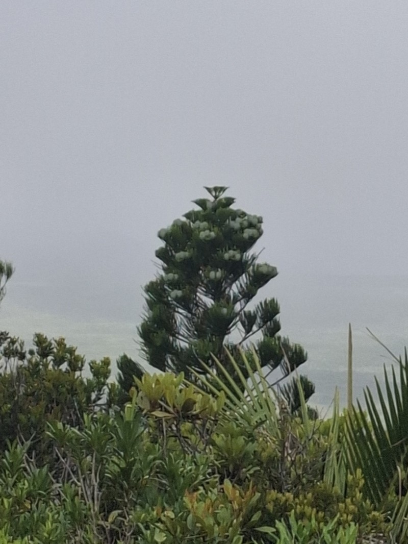 Araucaria bernieri photo 3