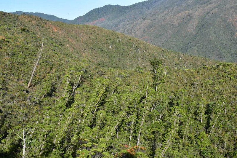 Araucaria bernieri photo 4