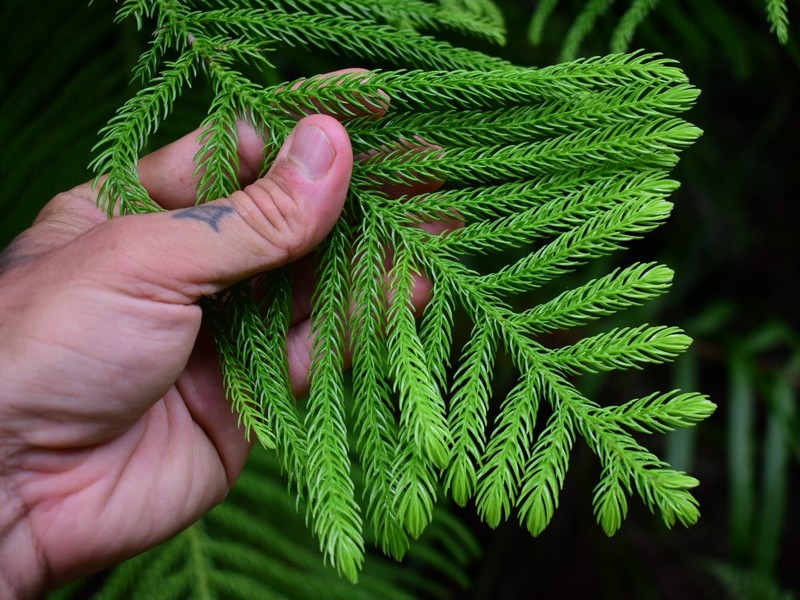 Araucaria bernieri photo 7