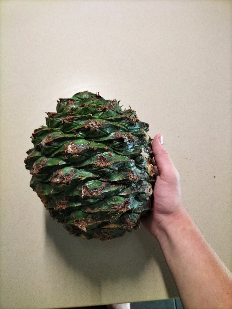 Bunya Bunya photo 2