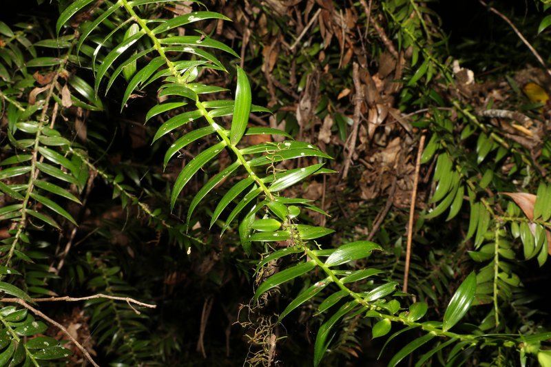 Bunya Bunya photo 4