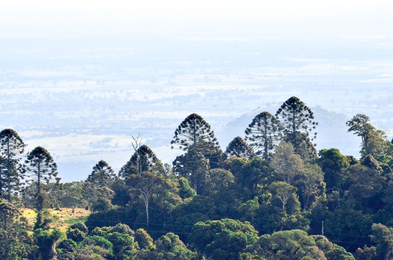 Bunya Bunya photo 5