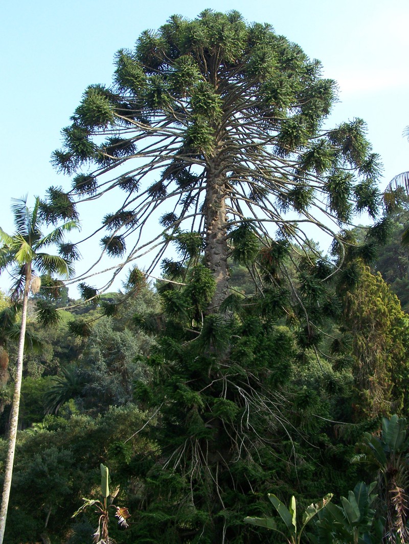 Bunya Bunya photo 6