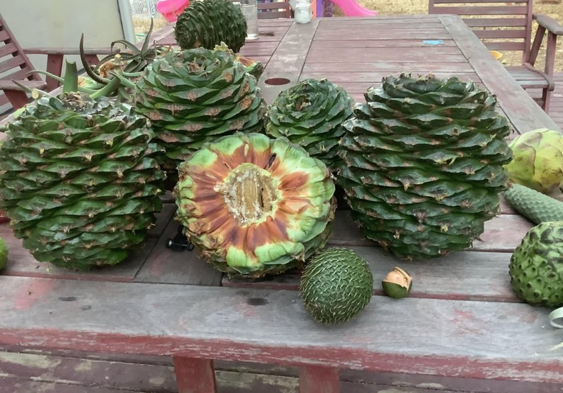Bunya Bunya photo 7