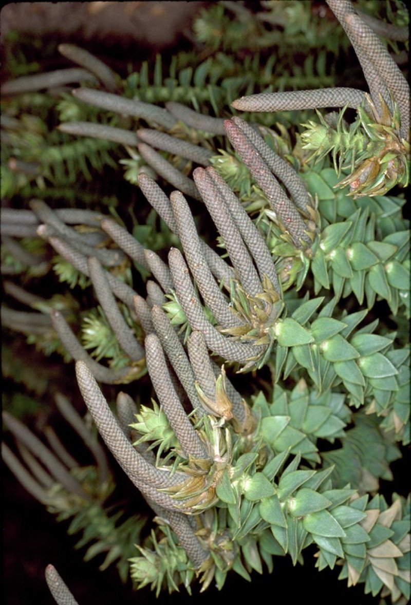 Bunya Bunya