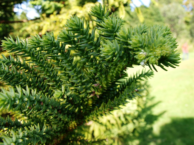 Araucaria biramulata photo 2