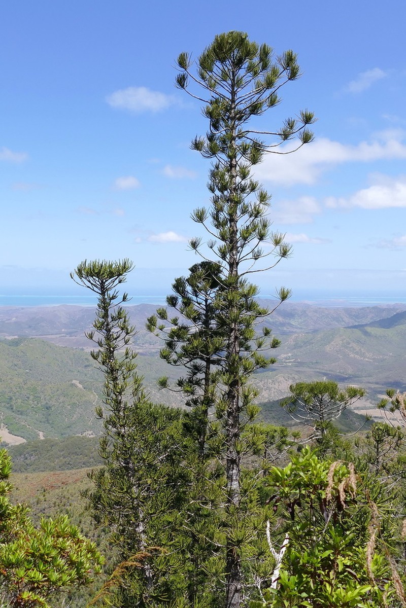 Araucaria biramulata photo 3