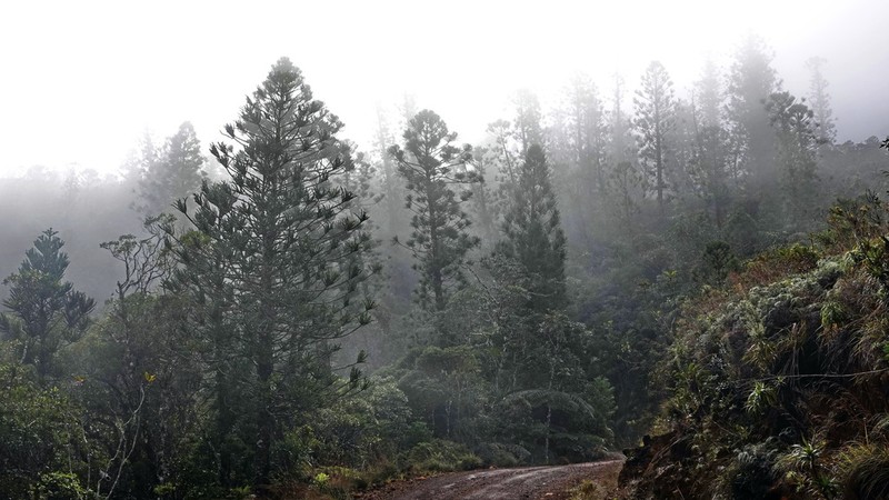 Araucaria biramulata photo 4
