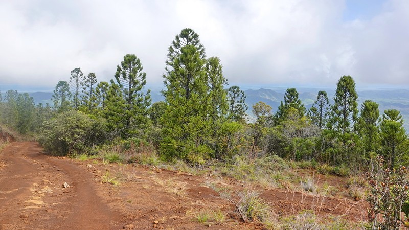 Araucaria biramulata photo 5