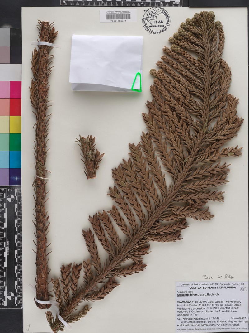 Araucaria biramulata photo 6