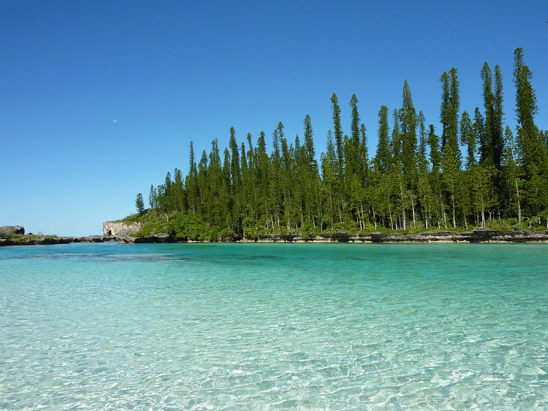 New Caledonia Pine