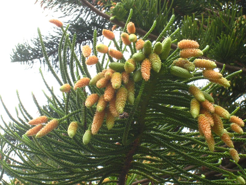 New Caledonia Pine photo 3