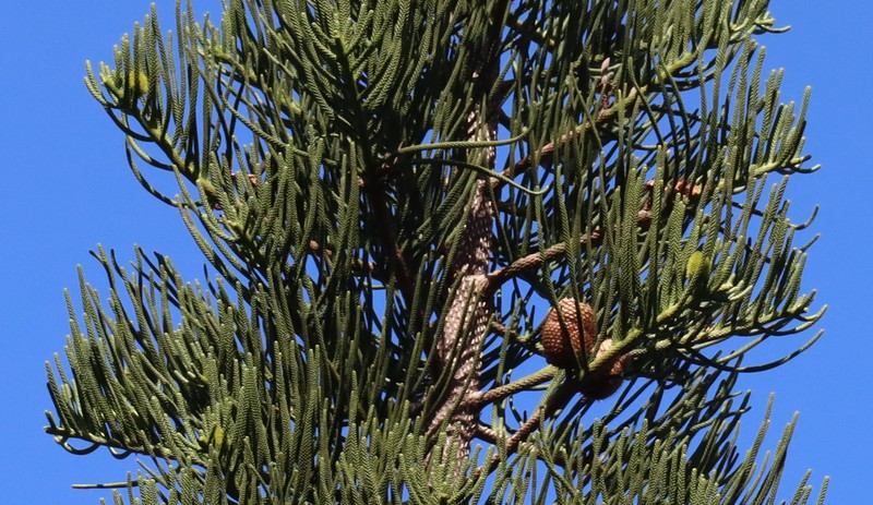 New Caledonia Pine photo 4