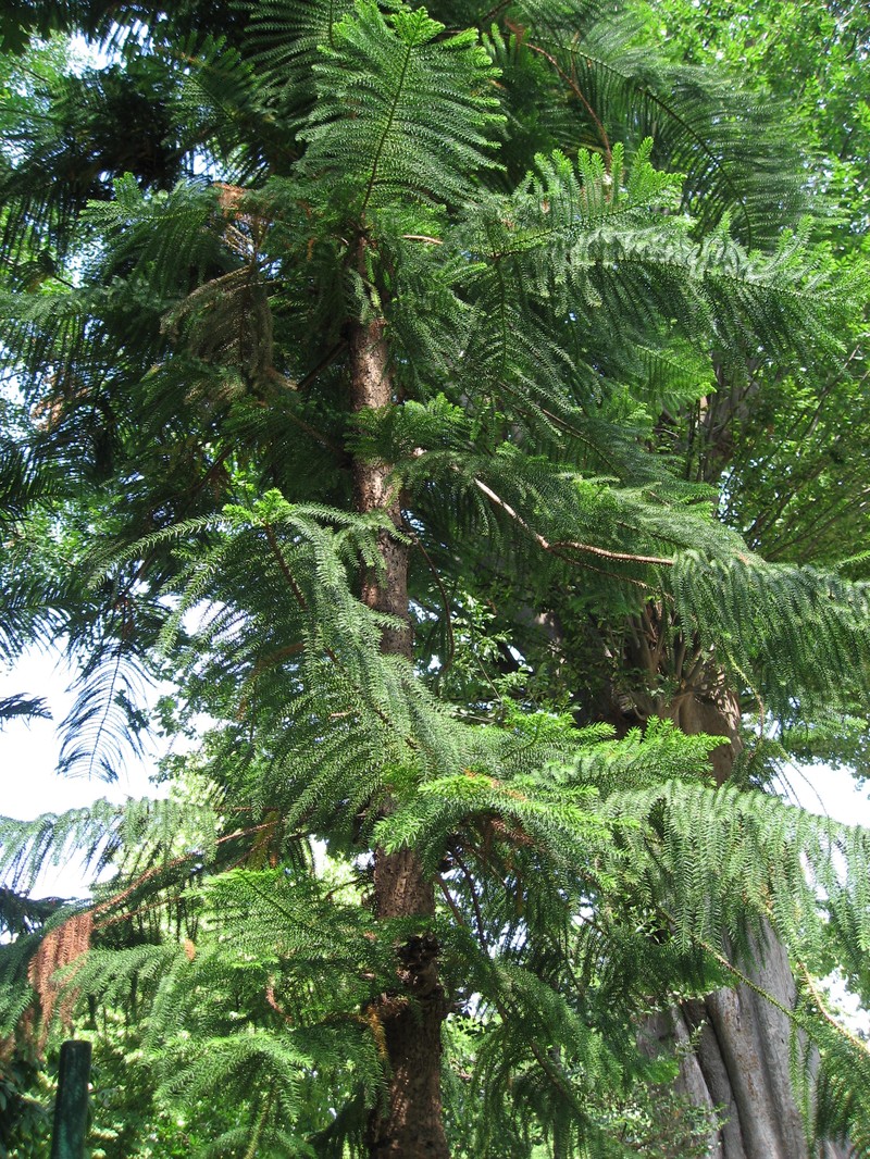 New Caledonia Pine photo 5