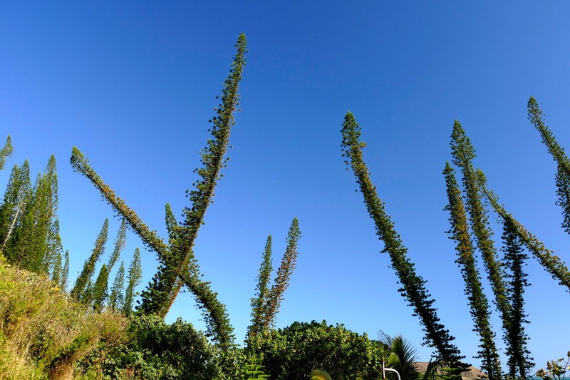 New Caledonia Pine photo 6
