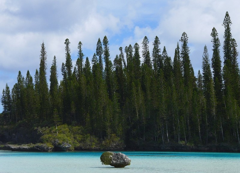 New Caledonia Pine photo 7