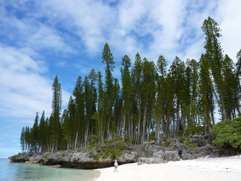 New Caledonia Pine photo 8