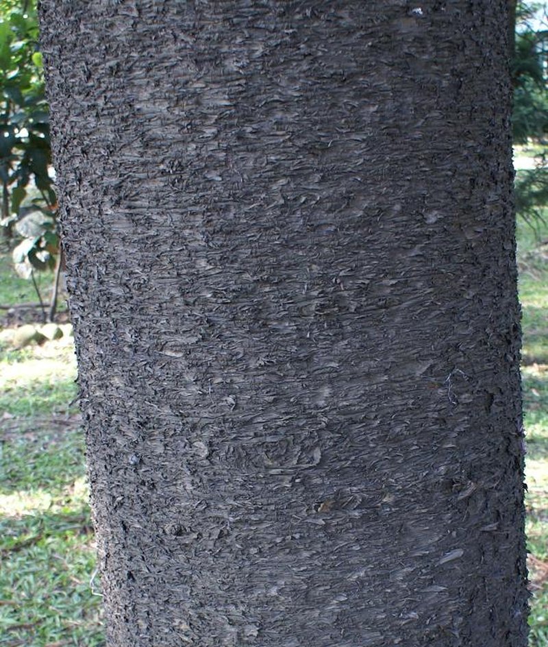 Moreton Bay Pine