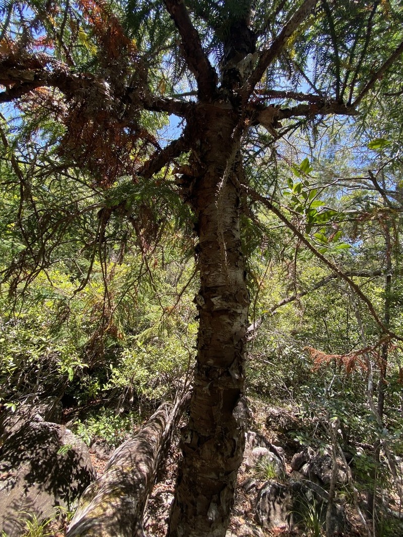 Moreton Bay Pine photo 3