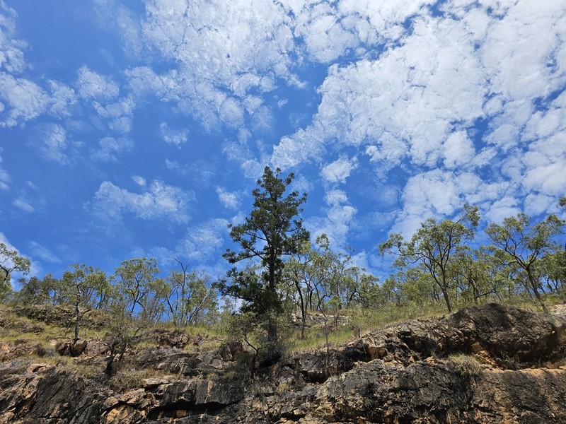 Moreton Bay Pine photo 4