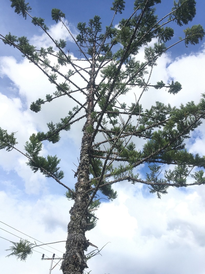 Moreton Bay Pine photo 5
