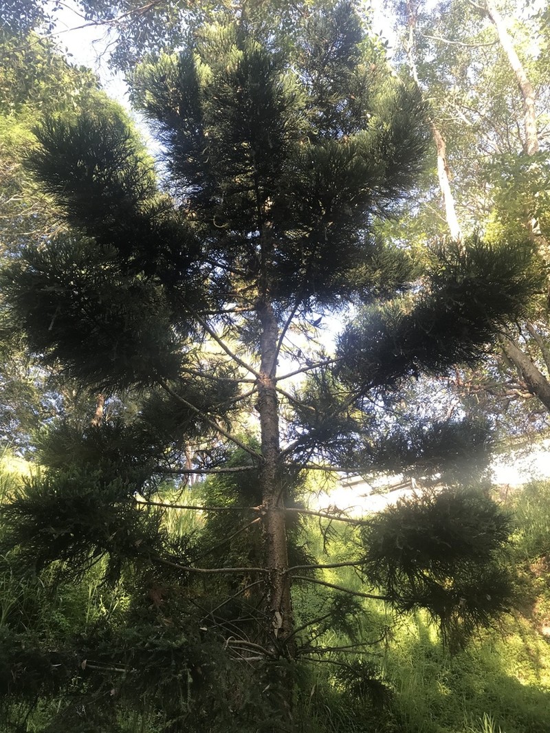 Moreton Bay Pine photo 6