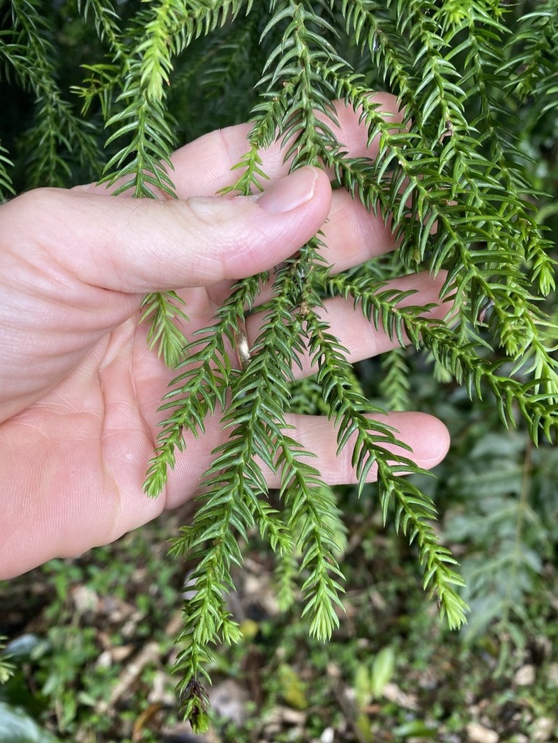 Moreton Bay Pine photo 8