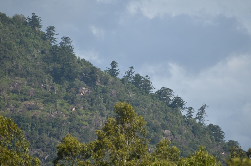 Araucaria cunninghamii var. cunninghamii