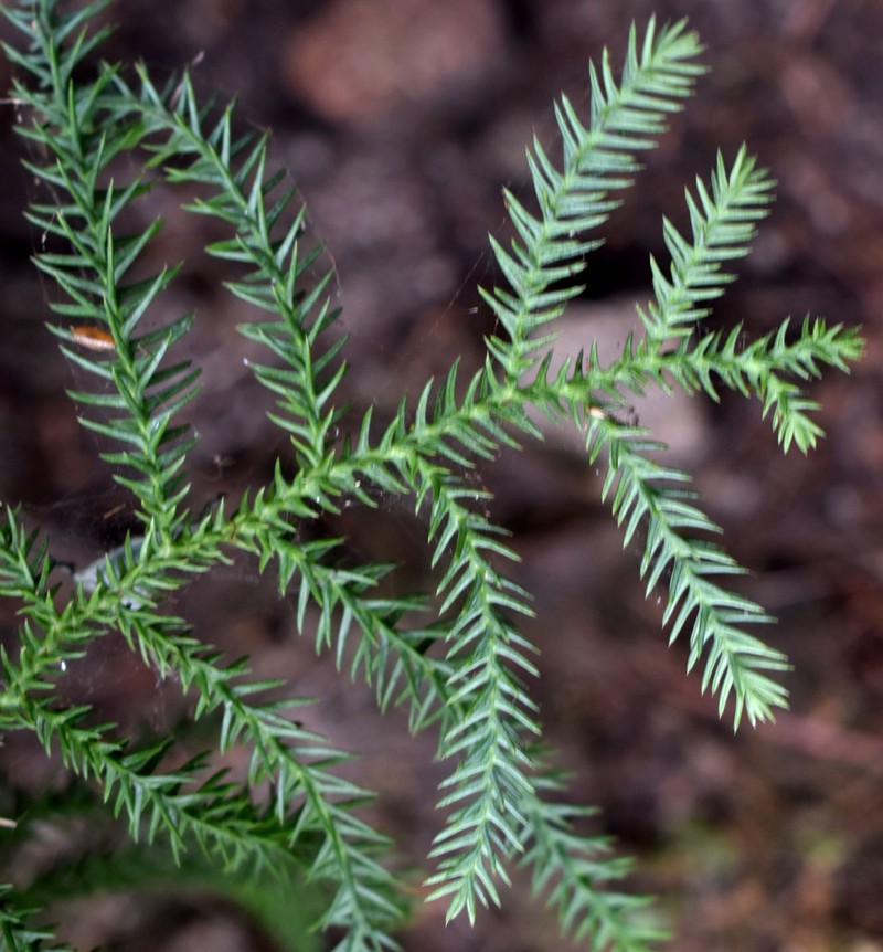 Araucaria cunninghamii var. cunninghamii photo 2