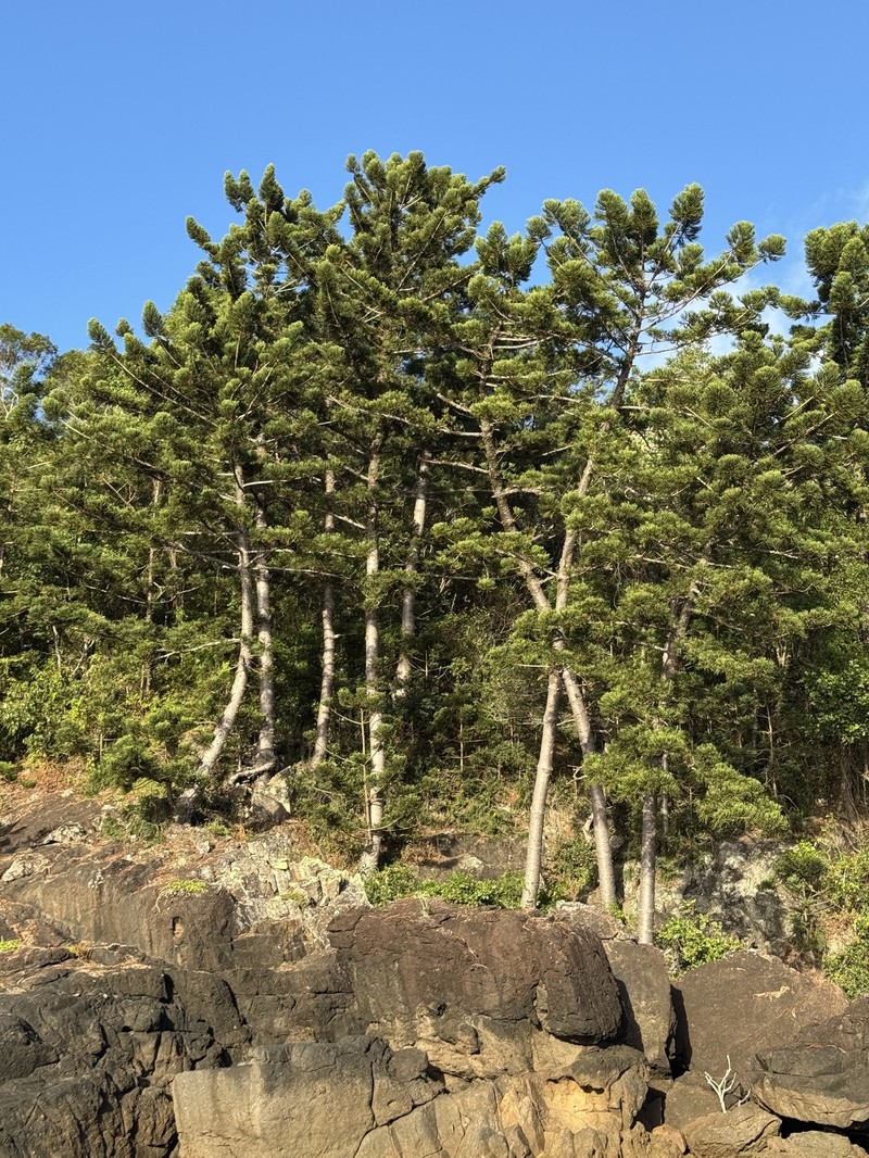 Araucaria cunninghamii var. cunninghamii photo 3