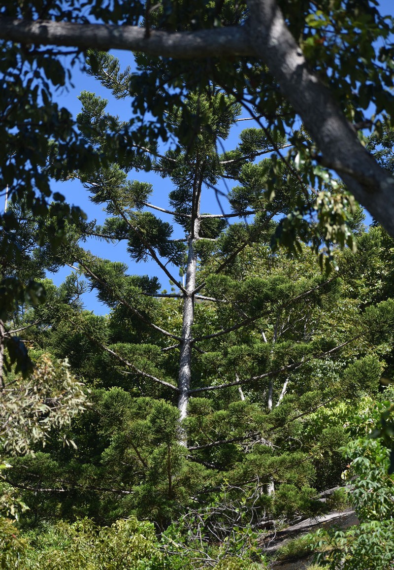 Araucaria cunninghamii var. cunninghamii photo 4