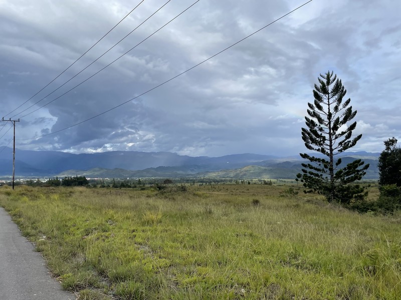 Araucaria cunninghamii var. papuana