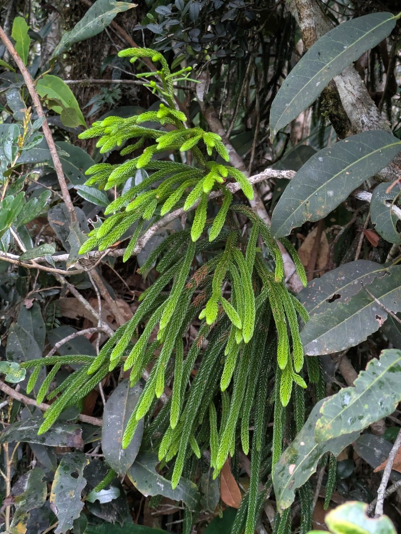 Araucaria cunninghamii var. papuana photo 2