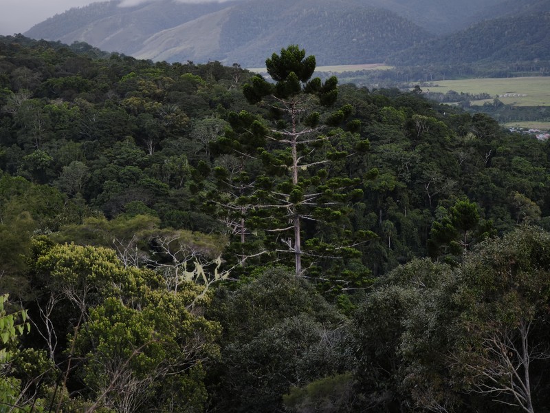 Araucaria cunninghamii var. papuana photo 3